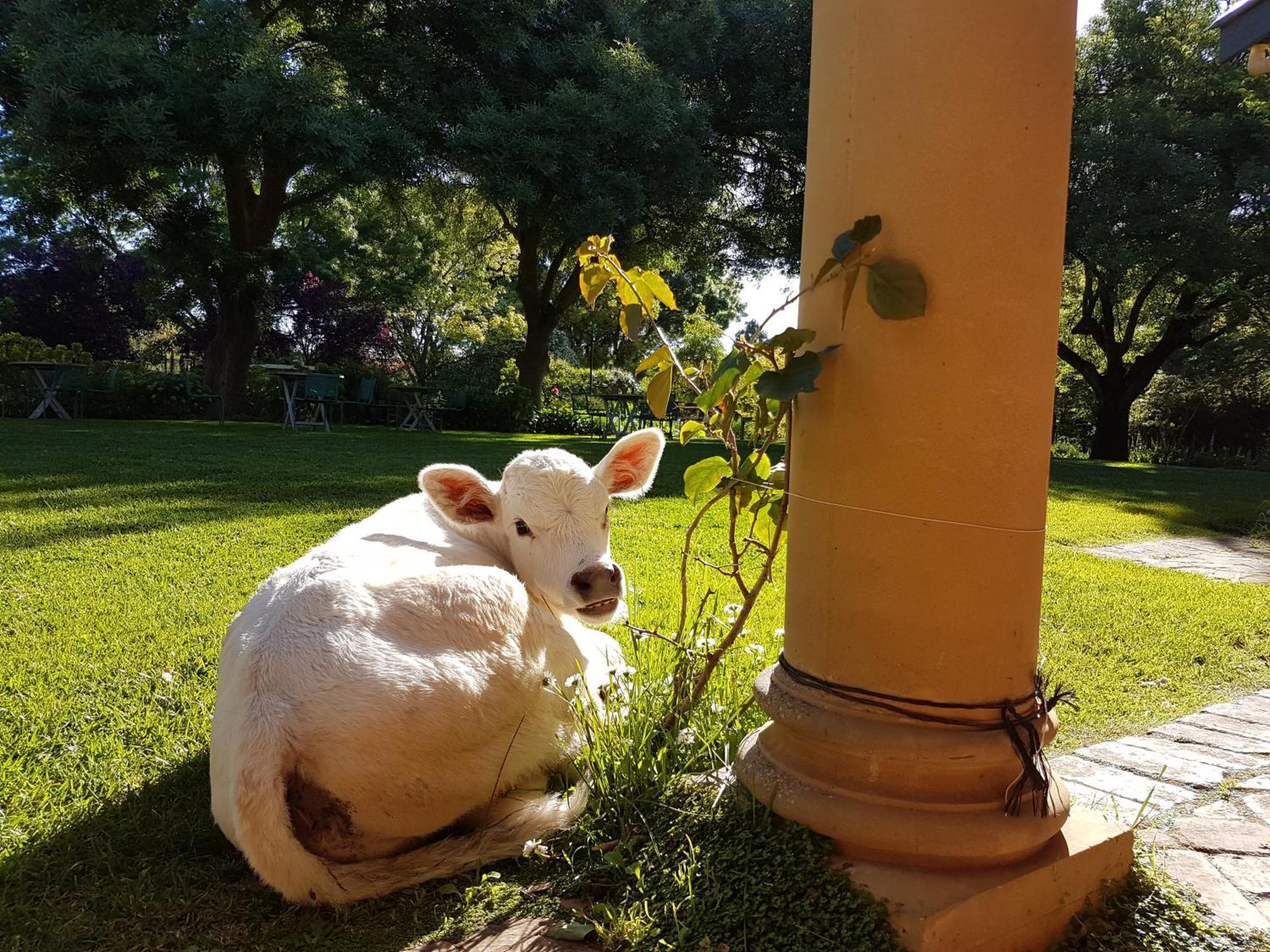 One Tree HillAl Ru Farm住宿加早餐旅馆 外观 照片